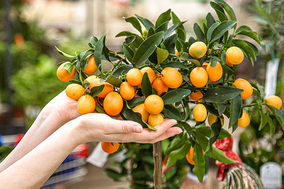 Prodej ovocných stromků, keřů, substrátů, sadba zeleniny