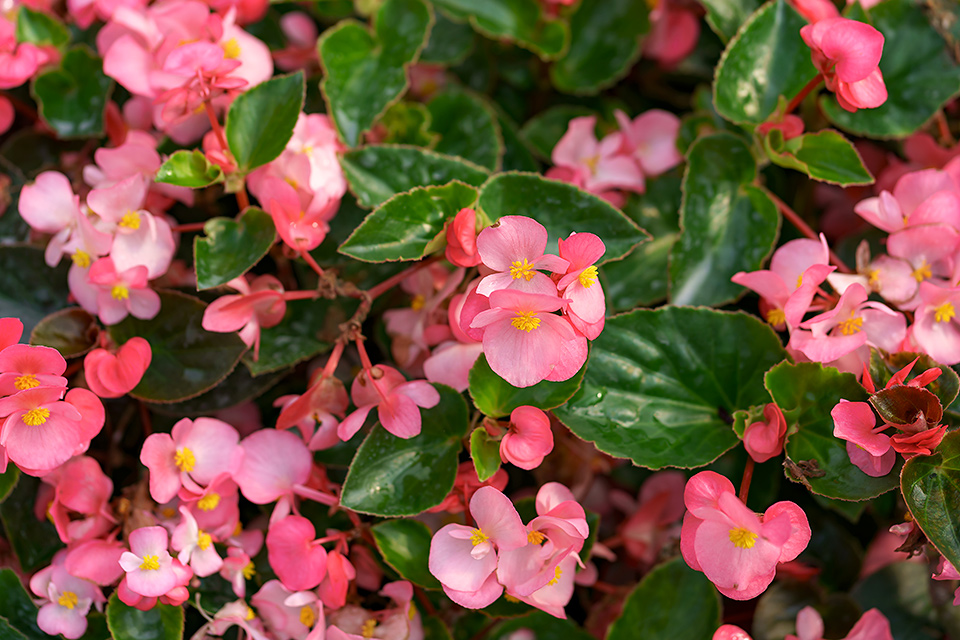 Široký sortiment trvalek, letniček a balkonových rostlin